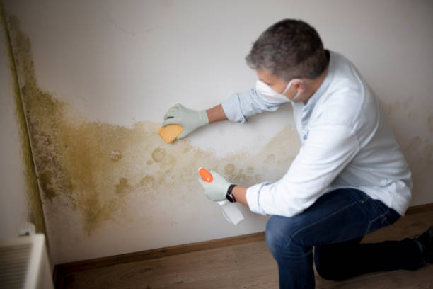 Best Mold-Related Health Consultation  in Erwinville, LA
