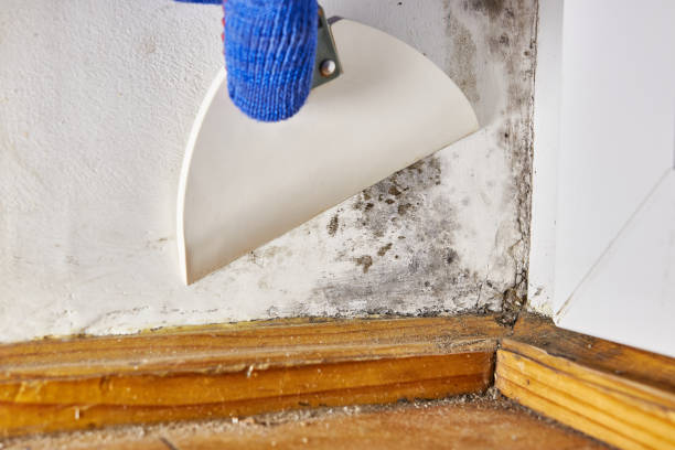 Mold Documentation for Insurance Claims in Erwinville, LA